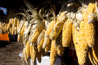 Sweet corn being dried for winter storage at the DAPL Resistance campsite.