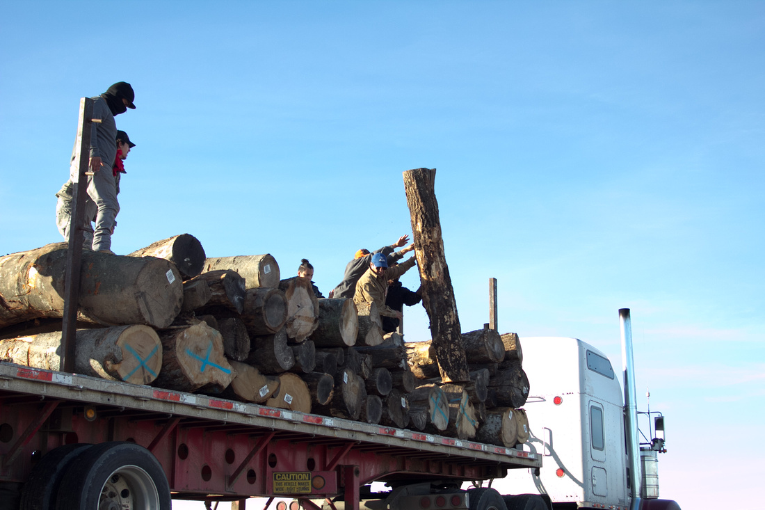 Large logs are delivered to the new site if the DAPL Resistance camp now directly in the path of the DAPL.